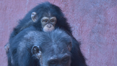 Schimpanse (3).jpg